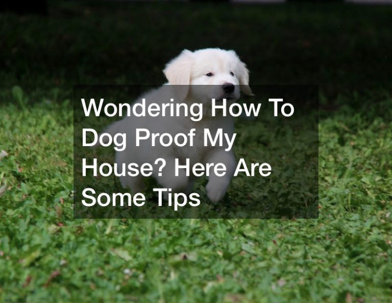 Wondering How To Dog Proof My House? Pet Magazine