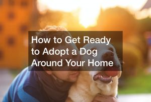 How to Get Ready to Adopt a Dog