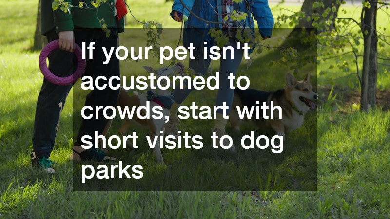 dog owners walking their pets at a park