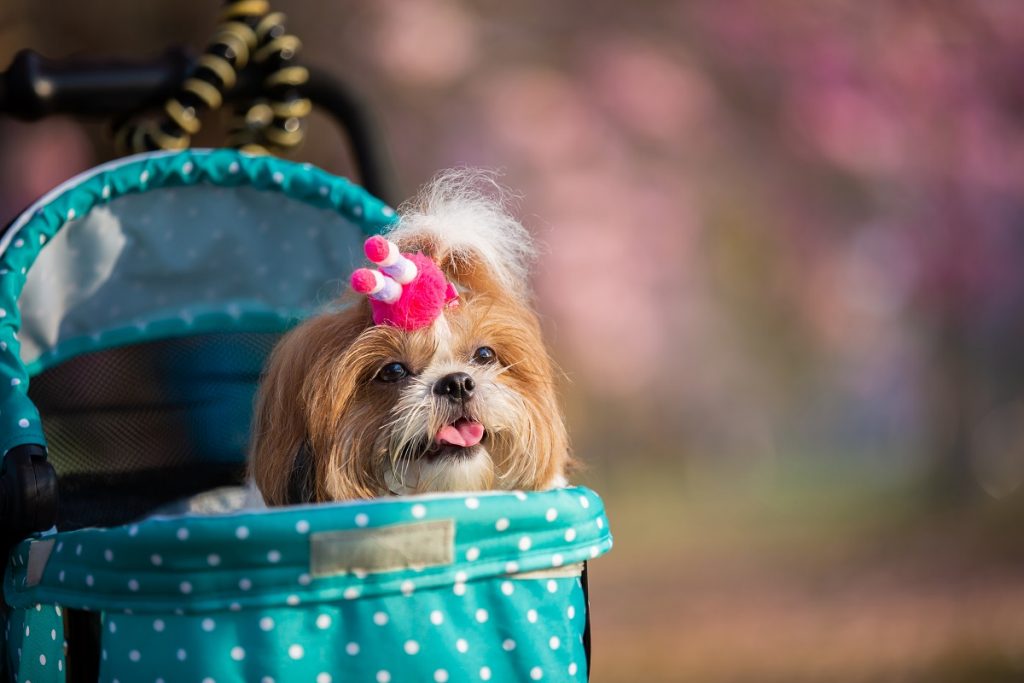 shih tzu with a pink hair clip in its hair sitting in a pet stroller