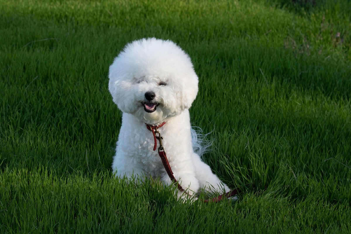 well-groomed bichon frise on a lawn