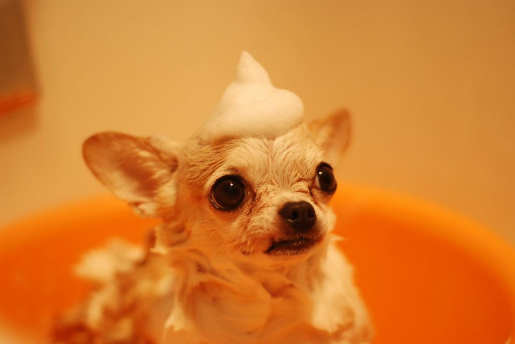 white chihuahua with a swirl of foamy soap on its head